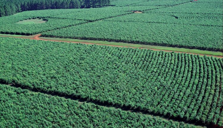 Argentina_yerba_mate