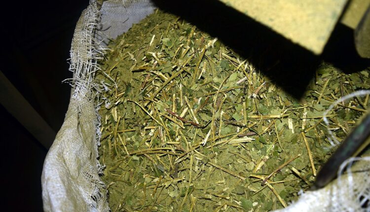 Misiones_-_Yerba_Mate_Canchada