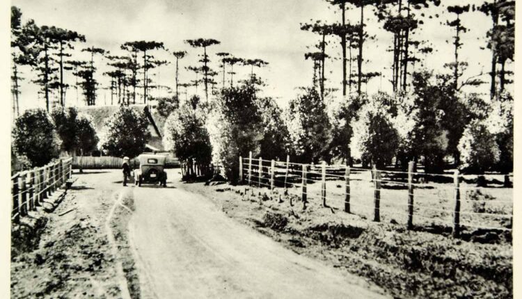 Old_maté_plantation_in_Paraná_Post_Card_with_the_araucaria_in_the_background