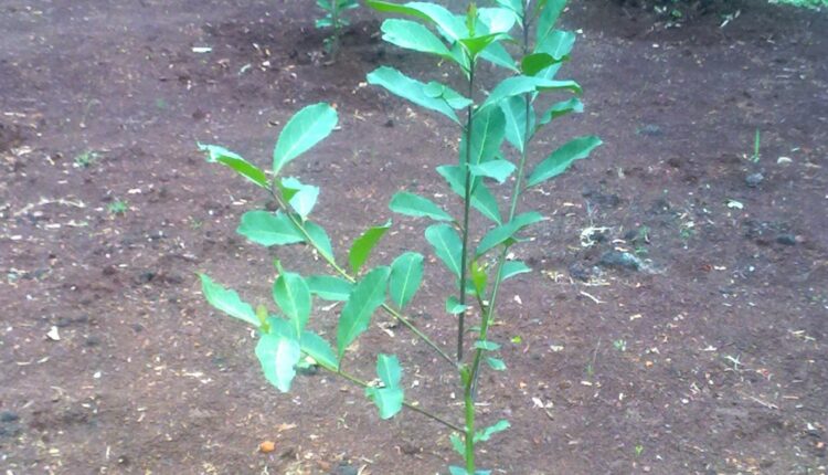 Yerba_Mate_en_Jardín_Botánico