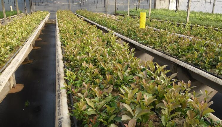 Mudas de erva-mate com diferentes teores de cafeína em pesquisa da Embrapa Florestas