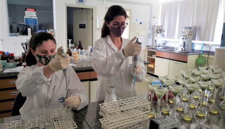 Pesquisadoras da Embrapa Florestas manipulam instrumentos com princípios ativos da erva-mate