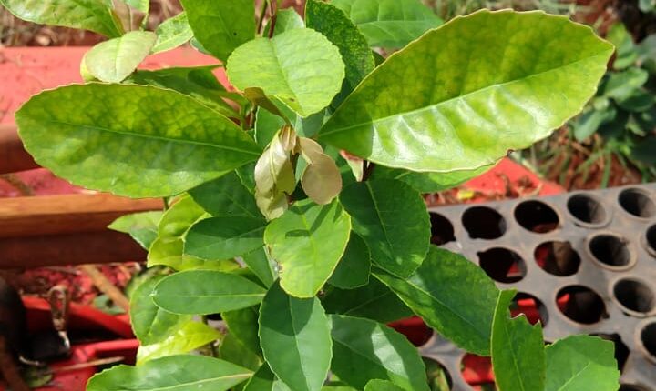 Muda com doença nutricional