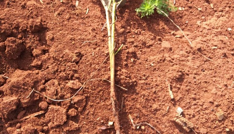 Muda de má qualidade não enraizou