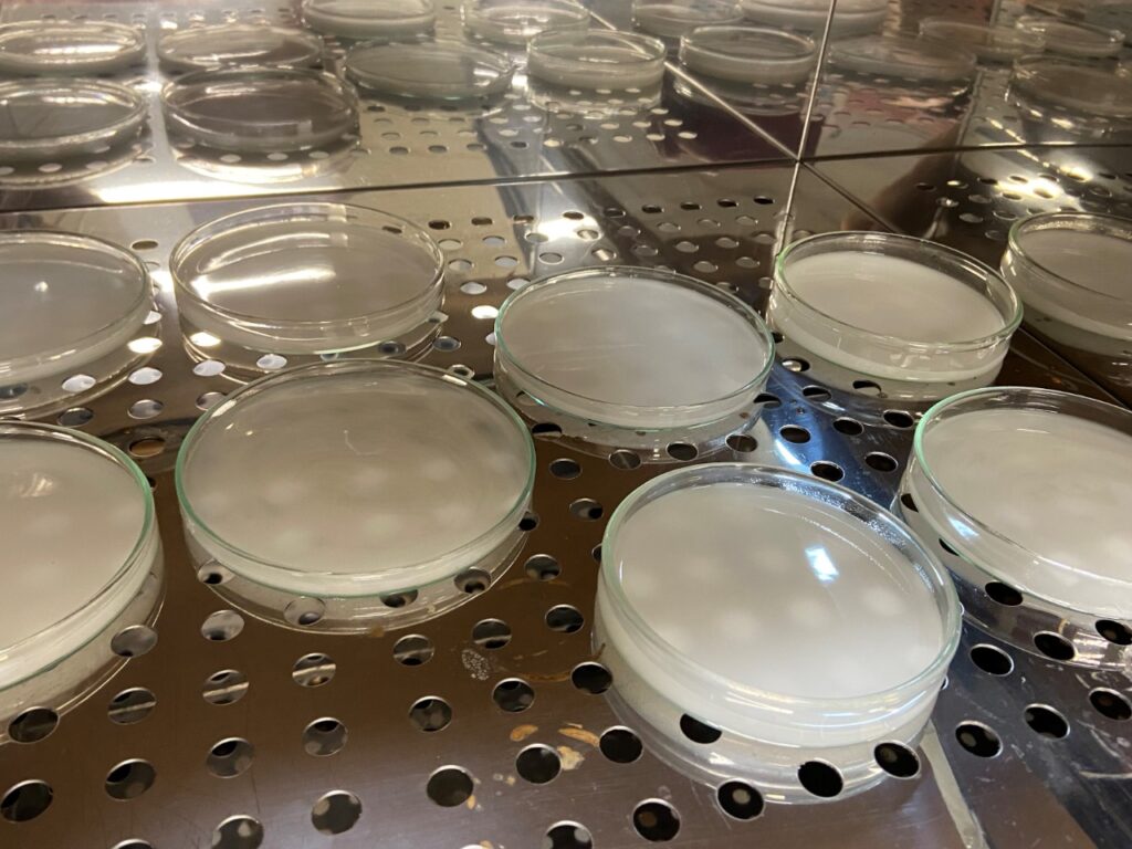 Biofilme de erva-mate, FURB