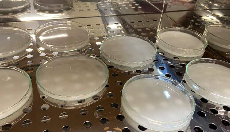 Biofilme de erva-mate