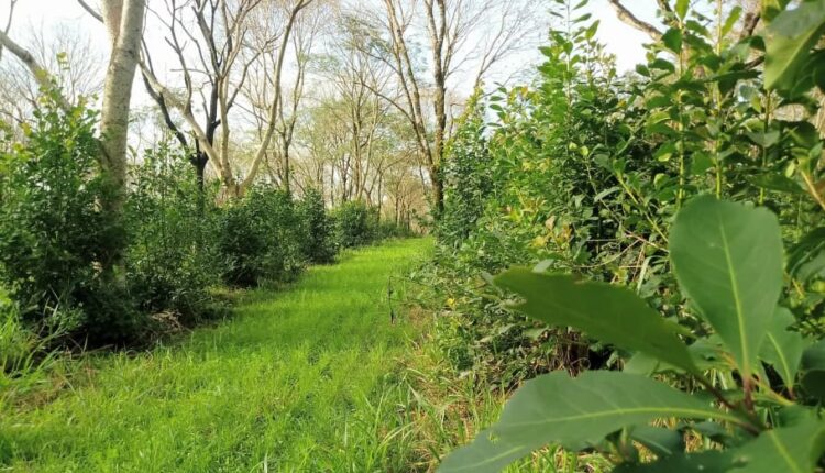 Cobertura de solo na entrelinha