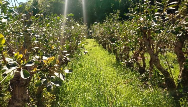 Cobertura de solo na entrelinha