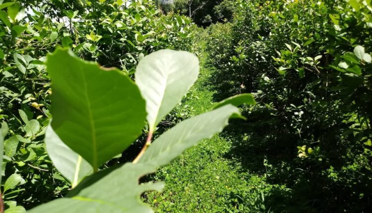 Cobertura de solo na entrelinha.
