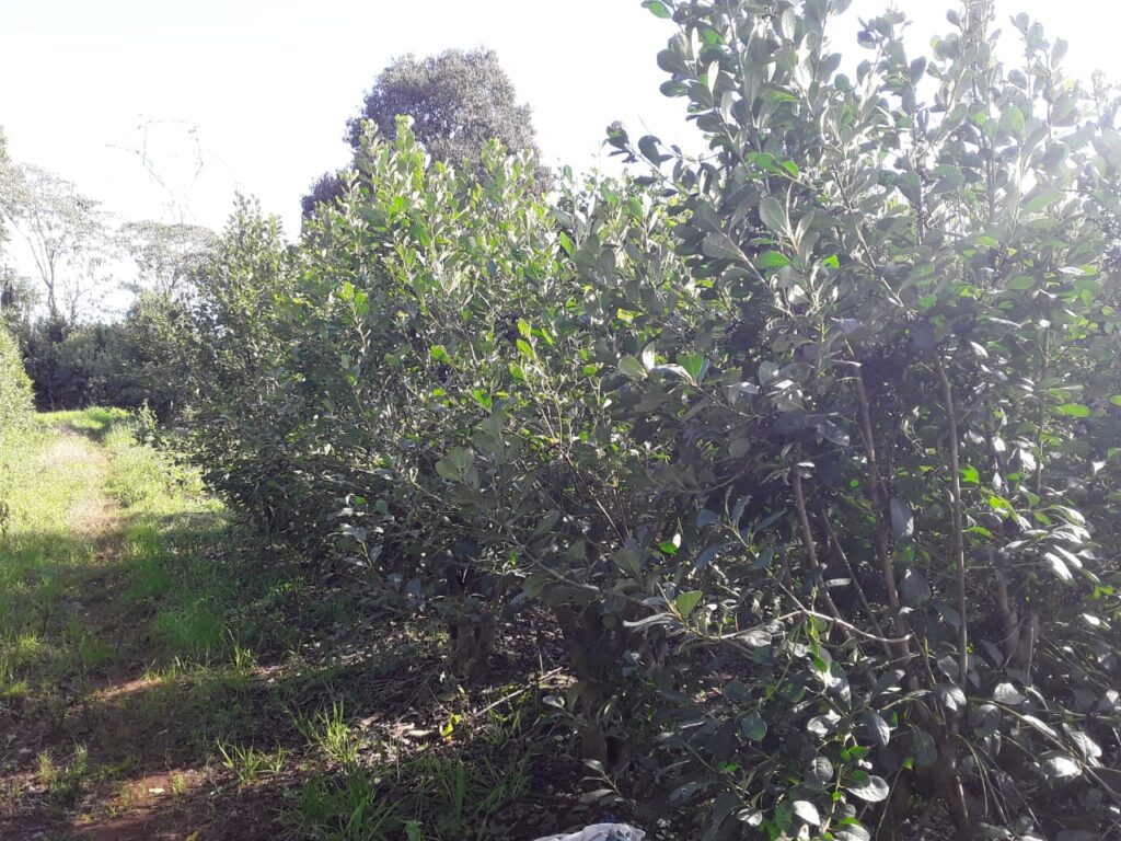 Lavoura de agricultor Adroaldo Brandão, Machadinho RS