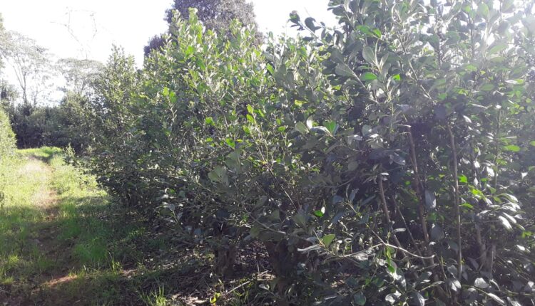 Lavoura de agricultor Adroaldo Brandão, Machadinho RS