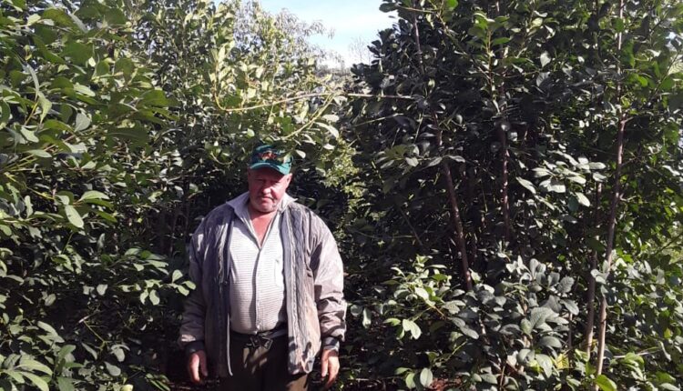 agricultor Adroaldo Brandão, Machadinho RS