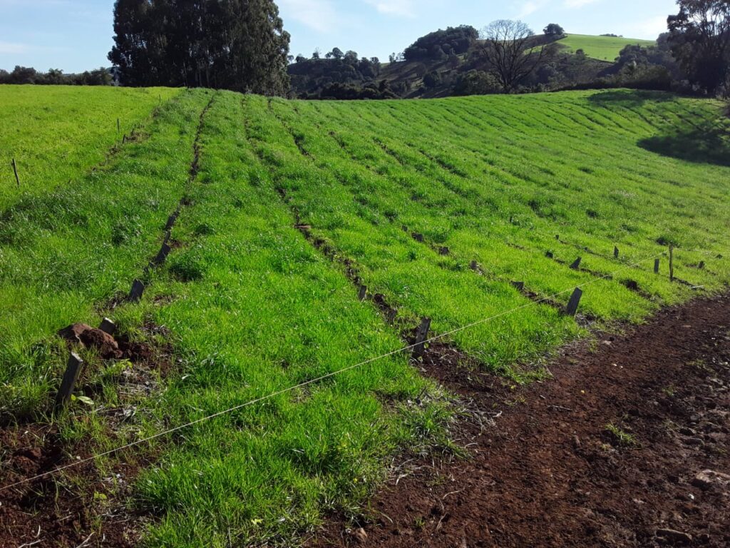 Lavoura de agricultor Adroaldo Brandão, Machadinho RS