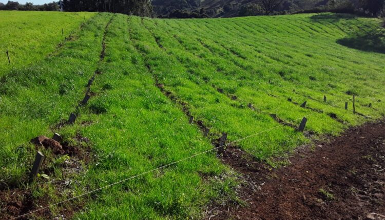 Lavoura de agricultor Adroaldo Brandão, Machadinho RS