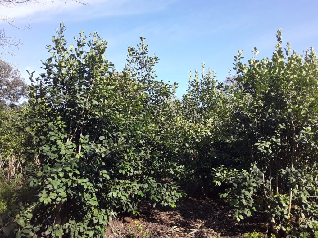 Lavoura de agricultor Adroaldo Brandão, Machadinho RS
