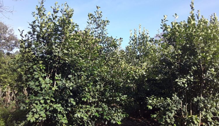 Lavoura de agricultor Adroaldo Brandão, Machadinho RS