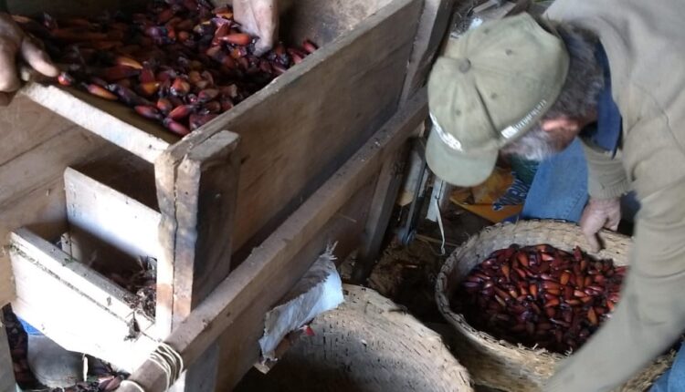 Colheita de pinhão no faxinal Emboque, São Mateus do Sul.