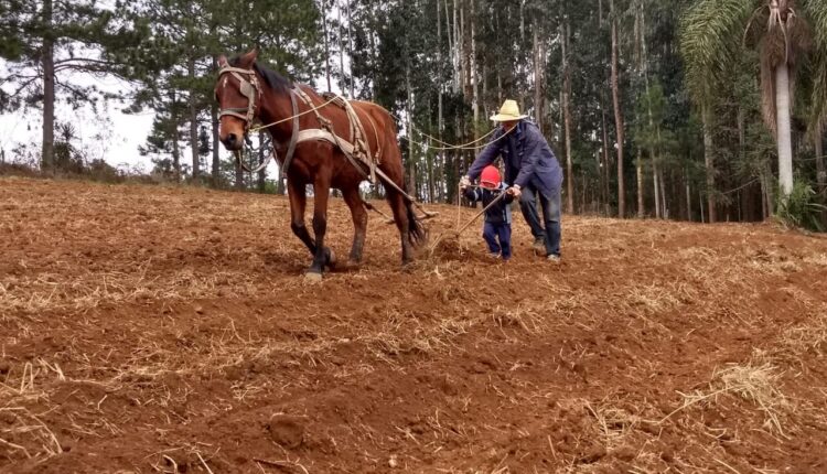 Paulo Wenglarek, do Faxinal Emboque