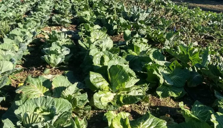 Produção orgânica de Paulo Wenglarek, Faxinal Emboque Crédito: Ana Wenglarek