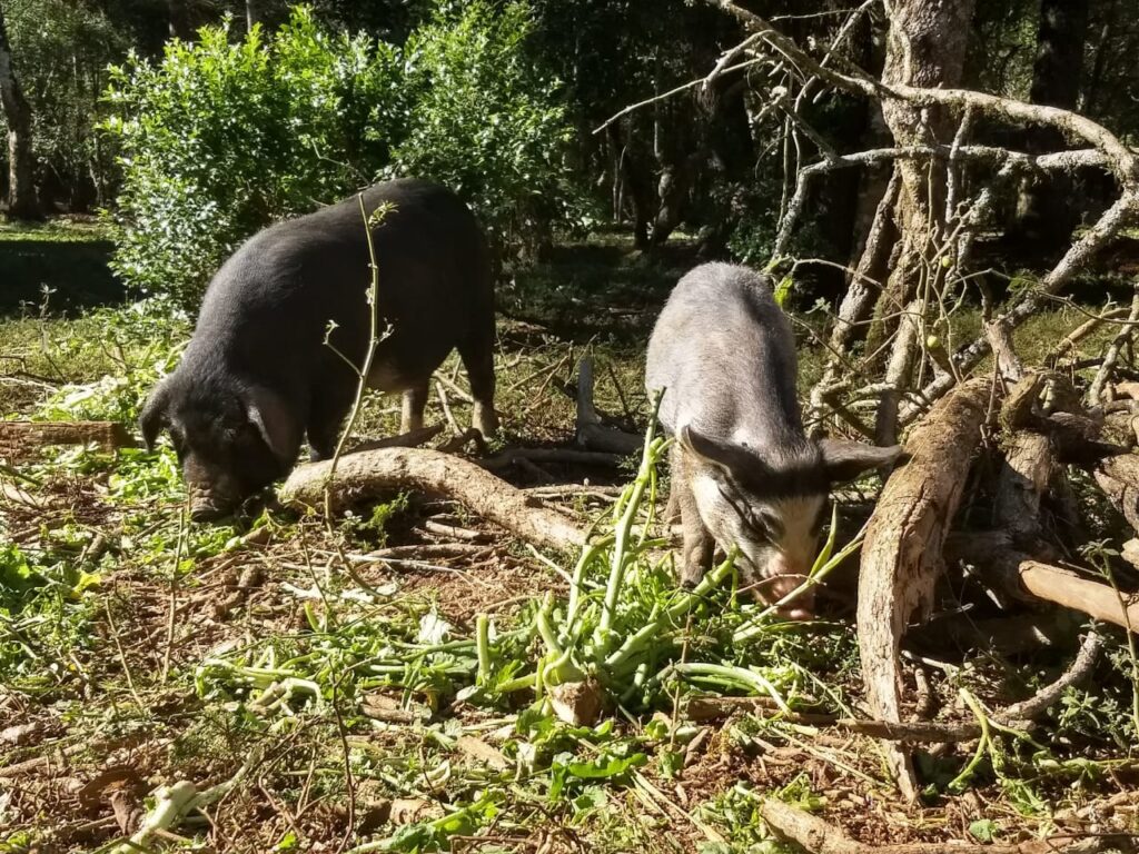 Porcos são soltos nos criadouros comunitários no faxinal Emboq.ue Crédito: Ana Wenglarek